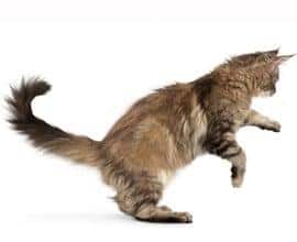 Bild Katze