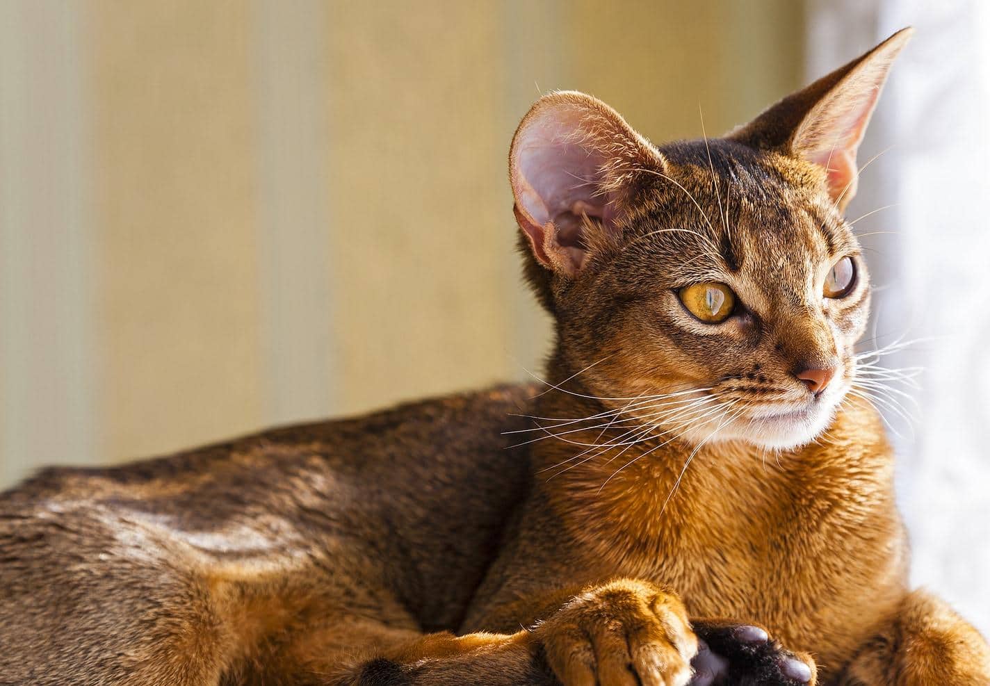 Abessiner-Katze schaut aus dem Fenster.