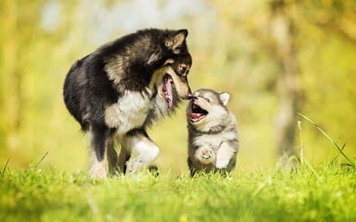 Erwachsener Hund, der einen Welpen nasen, der draußen läuft.