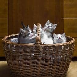 Korb voller grauer und weißer Katzen