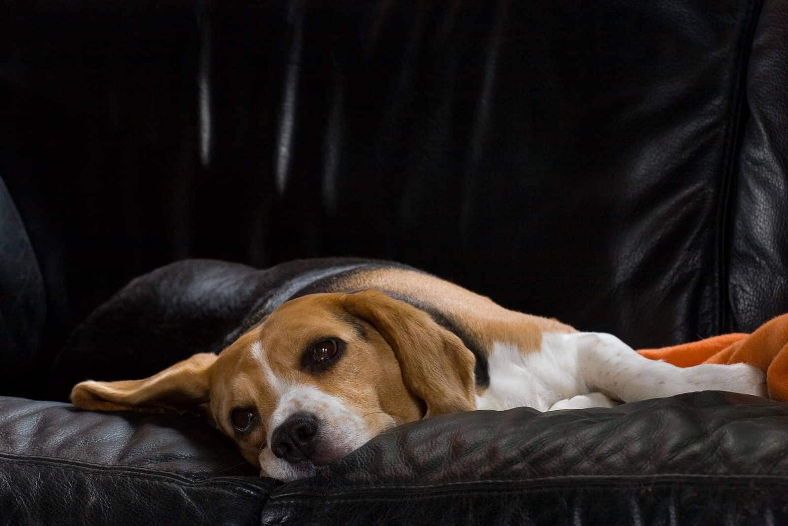 Weiblicher Beagle ruht sich auf einem schwarzen Ledersofa aus.