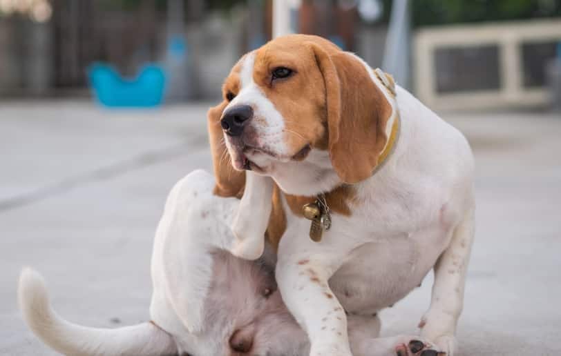 Ein Beagle, der sich am Ohr kratzt.
