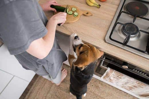 Beagle steht neben einem Menschen und bettelt, während dieser auf dem Küchentisch Gurken schneidet.