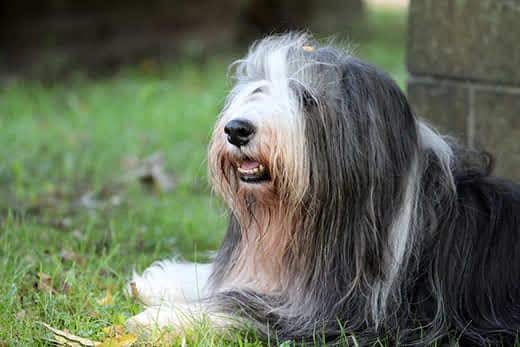 Bearded Collie im Gras liegend neben einer Steinmauer.