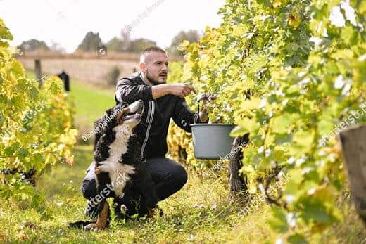 Berner Sennenhund, der neben einem Mann sitzt, der in einem Weinberg Trauben von einer Rebe pflückt, und zu ihm aufschaut.