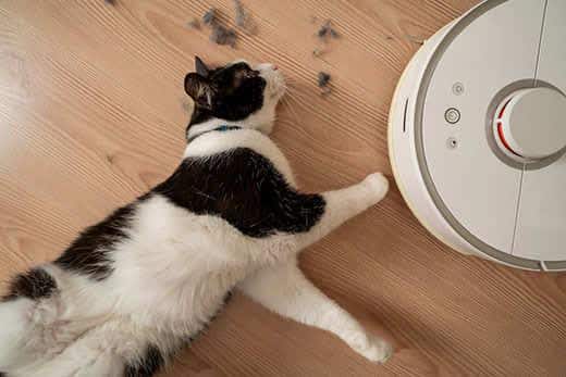 Schwarz-weiße-Katze-liegt-neben-Roboterstaubsauger-SW