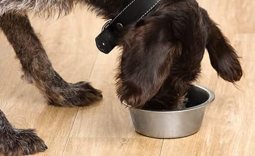 Schwarzer Hund frisst Futter aus einem Napf auf dem Boden