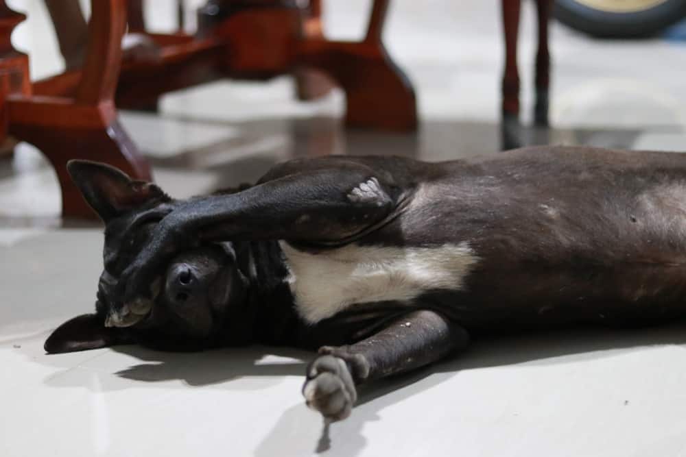 Schwarzer Hund versteckt Augen unter Pfote.