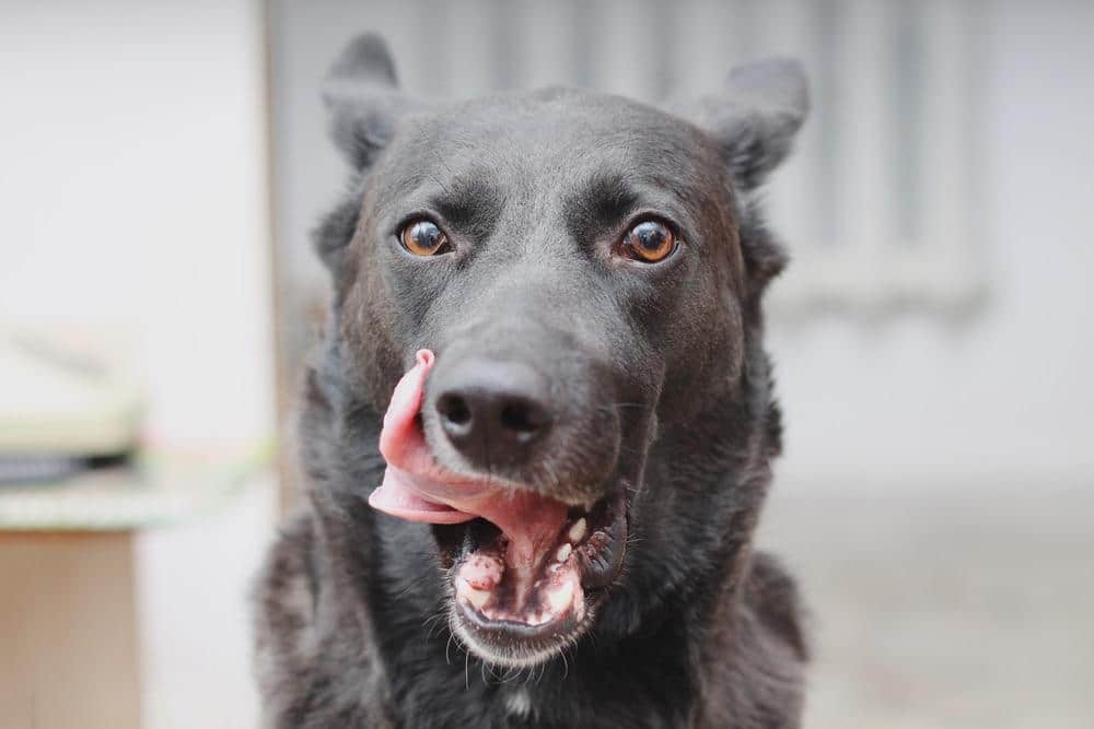 Schwarzer Hund mit herausgestreckter Zunge leckt die Seite des Mauls.