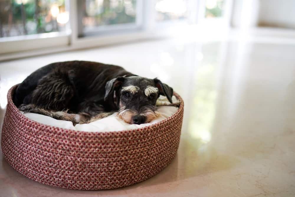 Ein schwarzer Mini-Schnauzer, der in einem Hundekörbchen liegt