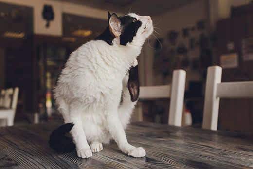 Schwarz-weiße Katze sitzt auf dem Küchentisch und kratzt sich am Hals. 