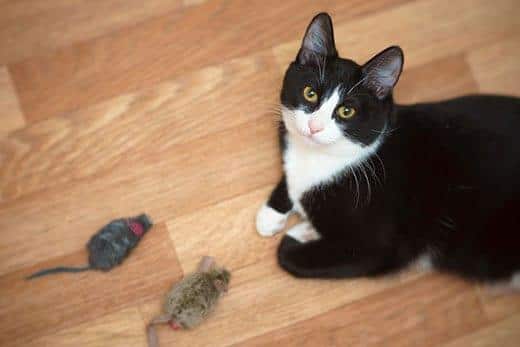 Schwarz-weiße Katze mit zwei Spielzeugmäusen schaut hoch.