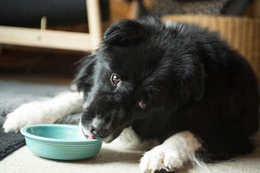 Liegender Border Collie leckt einen grünen Napf aus.
