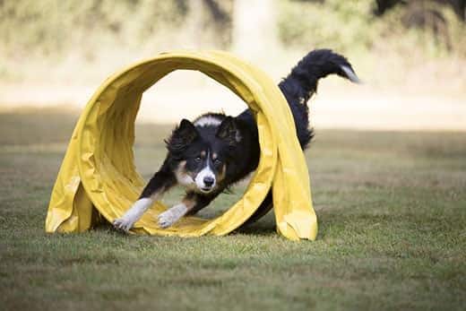 Border Collie läuft durch den Agility-Tunnel