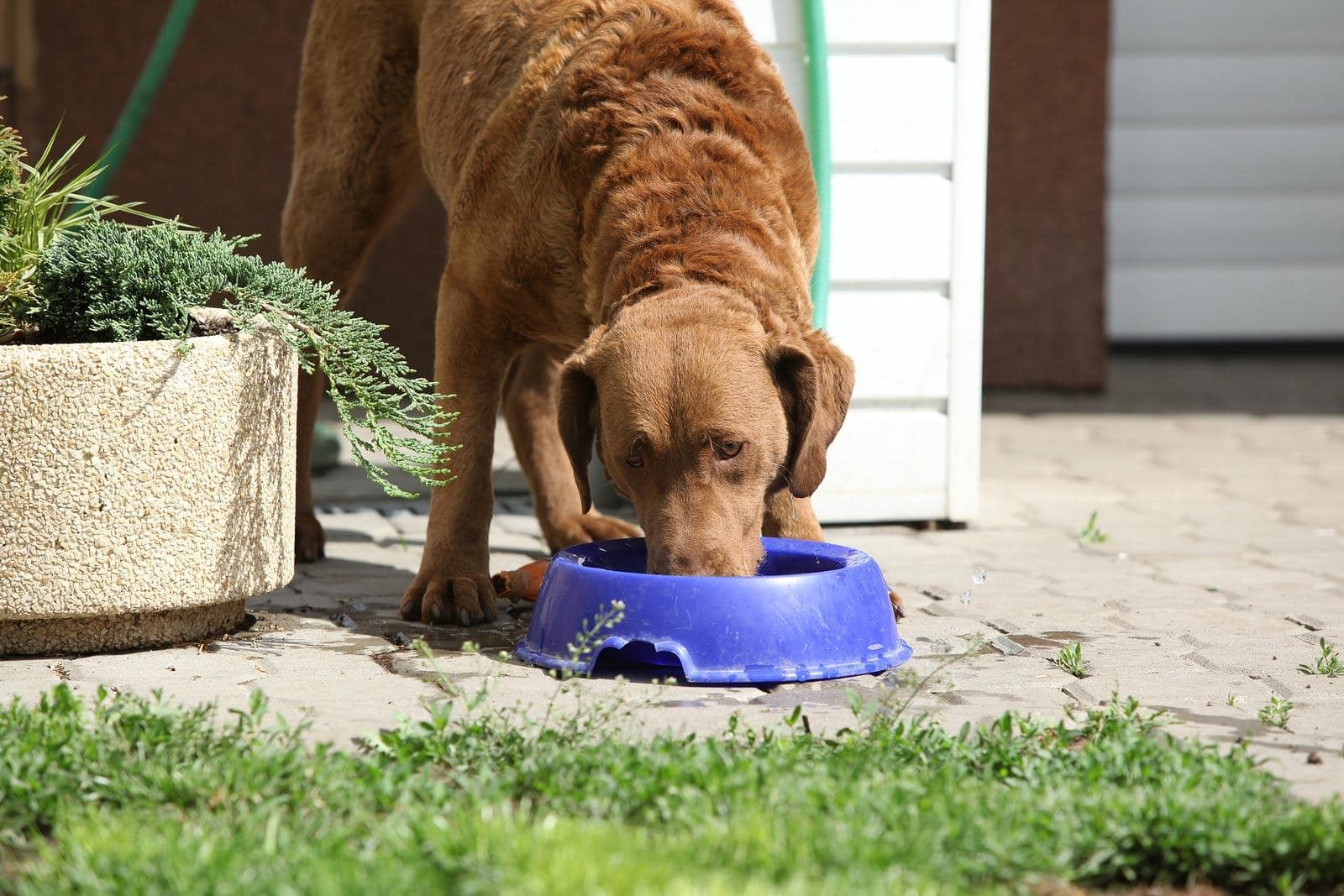 Brauner Hund frisst Futter aus einem blauen Napf im Garten.