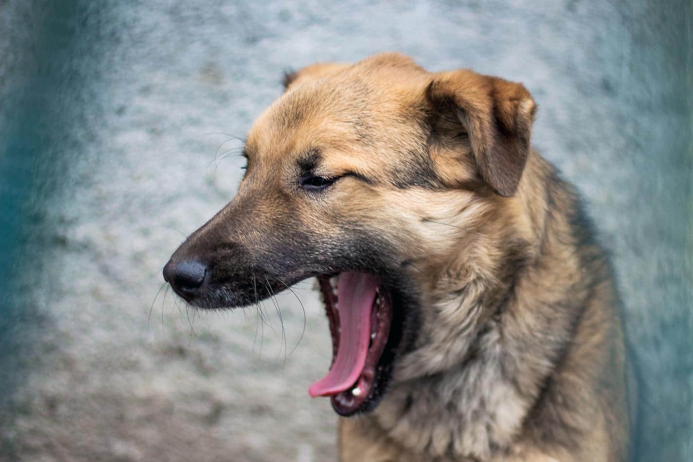 gähnender Hund