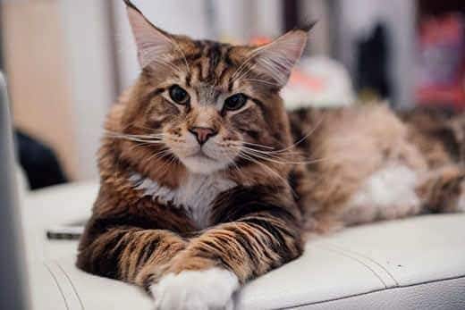 Große Maine Coon-Katze auf einer grauen Couch liegend..