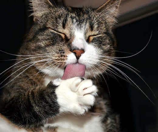 Braun getigerte Katze schliesst ihre Augen, während sie ihre Vorderpfote leckt