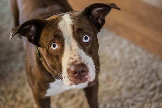 Ein trauriger braun-weißer Hund mit türkisfarbenen Augen schaut nach oben.