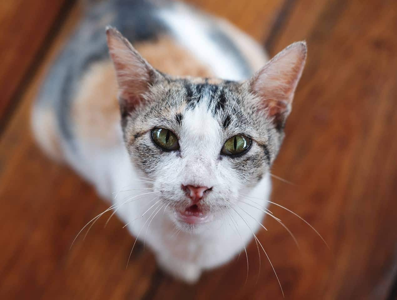 Calico-Katze starrt auf einen Holzfußboden im Hintergrund.
