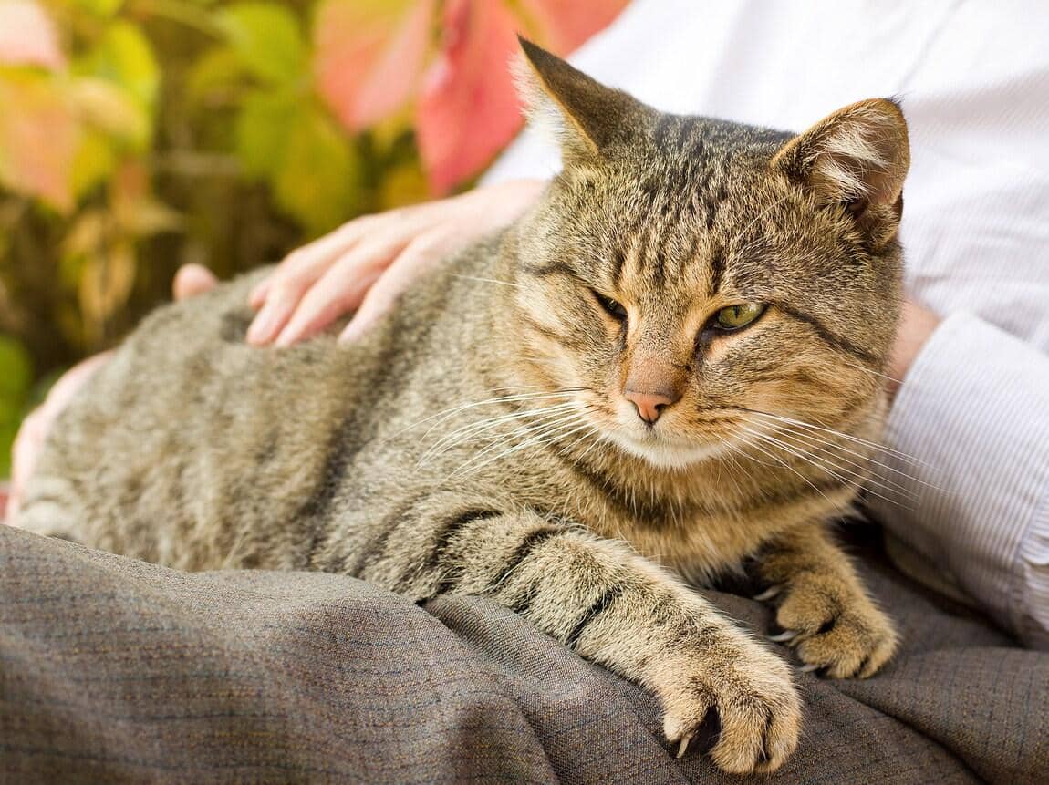 Getiegerte Katze liegt auf dem Schoß des Menschen und wird gestreichelt