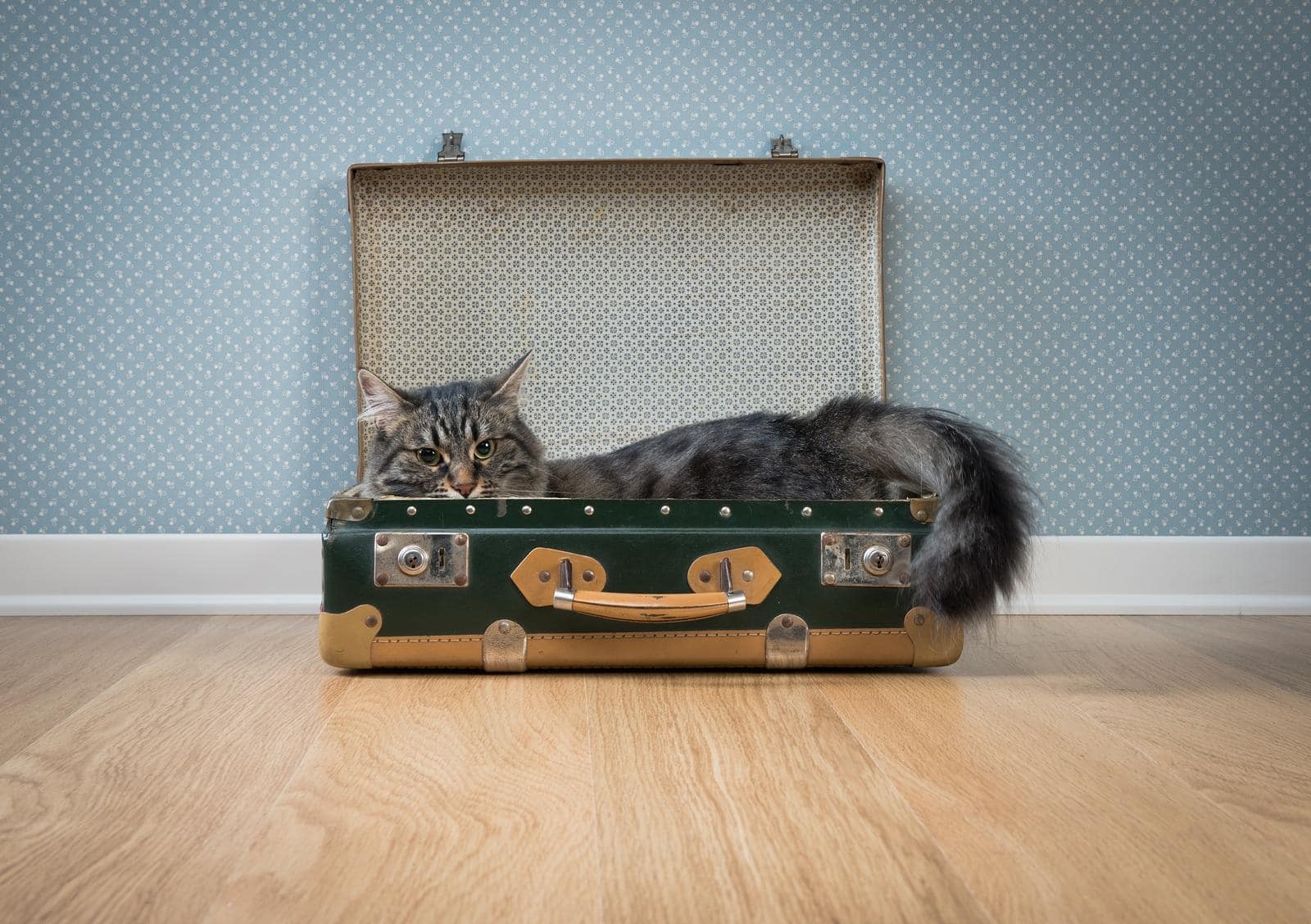 Langhaarige graue Katze in einem offenen grünen Vintage-Koffer auf einem Parkettboden, mit Retro-Tapete im Hintergrund.
