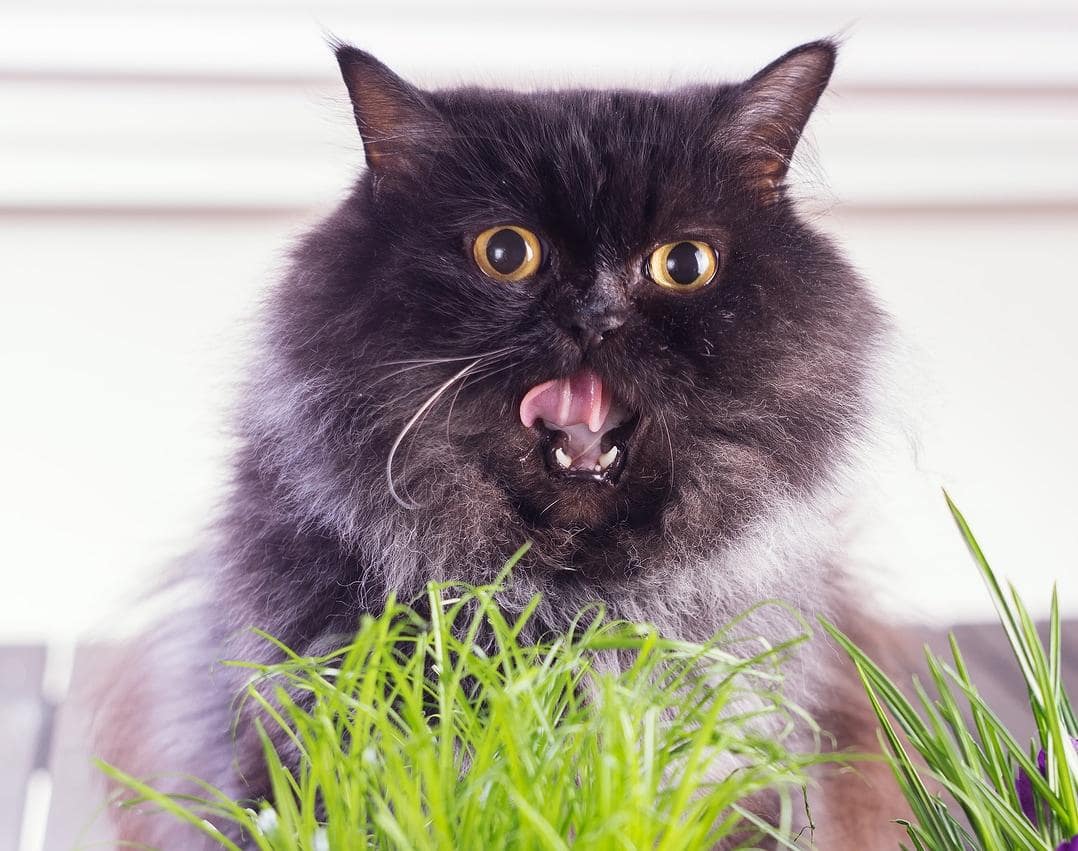Langhaarige Katze mit offenem Maul knabbert an Grashalm