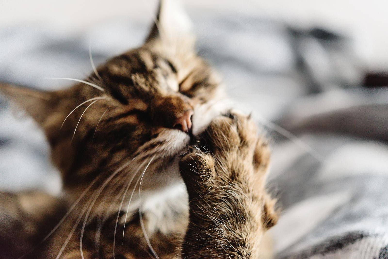 Gestreifte Katze leckt die Unterseite der Pfote