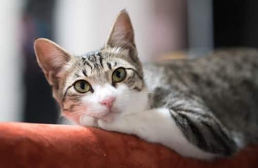 Entspannte Katze auf der Couch