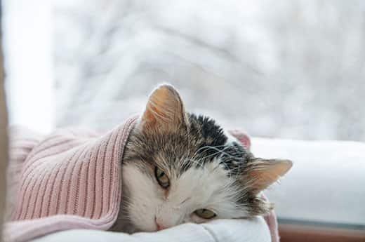 Katze liegt unter pinker Decke neben einem Fenster mit einer Winterlandschaft.