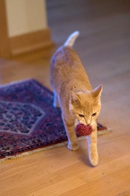 Katze mit rotem Fell mit einem Ball im Maul.