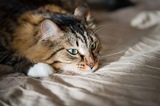 Langhaarige Katze mit grünen Augen ruht sich auf einem Bett aus.