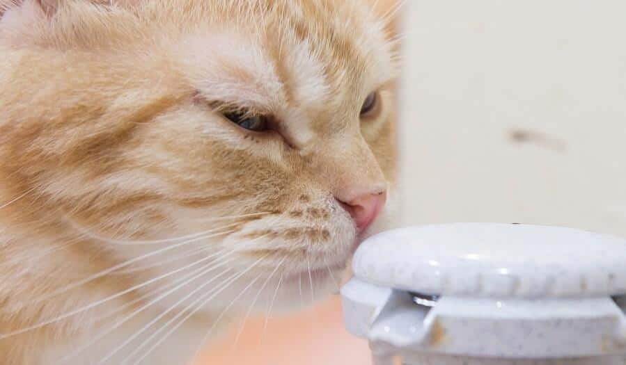 Orange Katze schnüffelt oben an automatischem Wasserspender