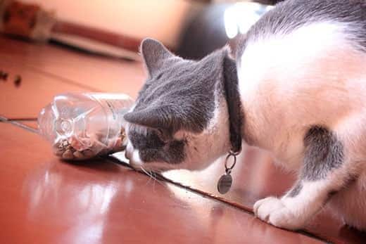 Grau-weiße Katze schnüffelt an einer Plastikwasserflasche, die als Katzenfutter-Puzzle mit Trockenfutter darin verwendet wird.
