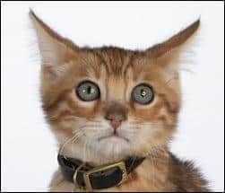 Katze, die Angst vor Donner und Feuerwerk hat