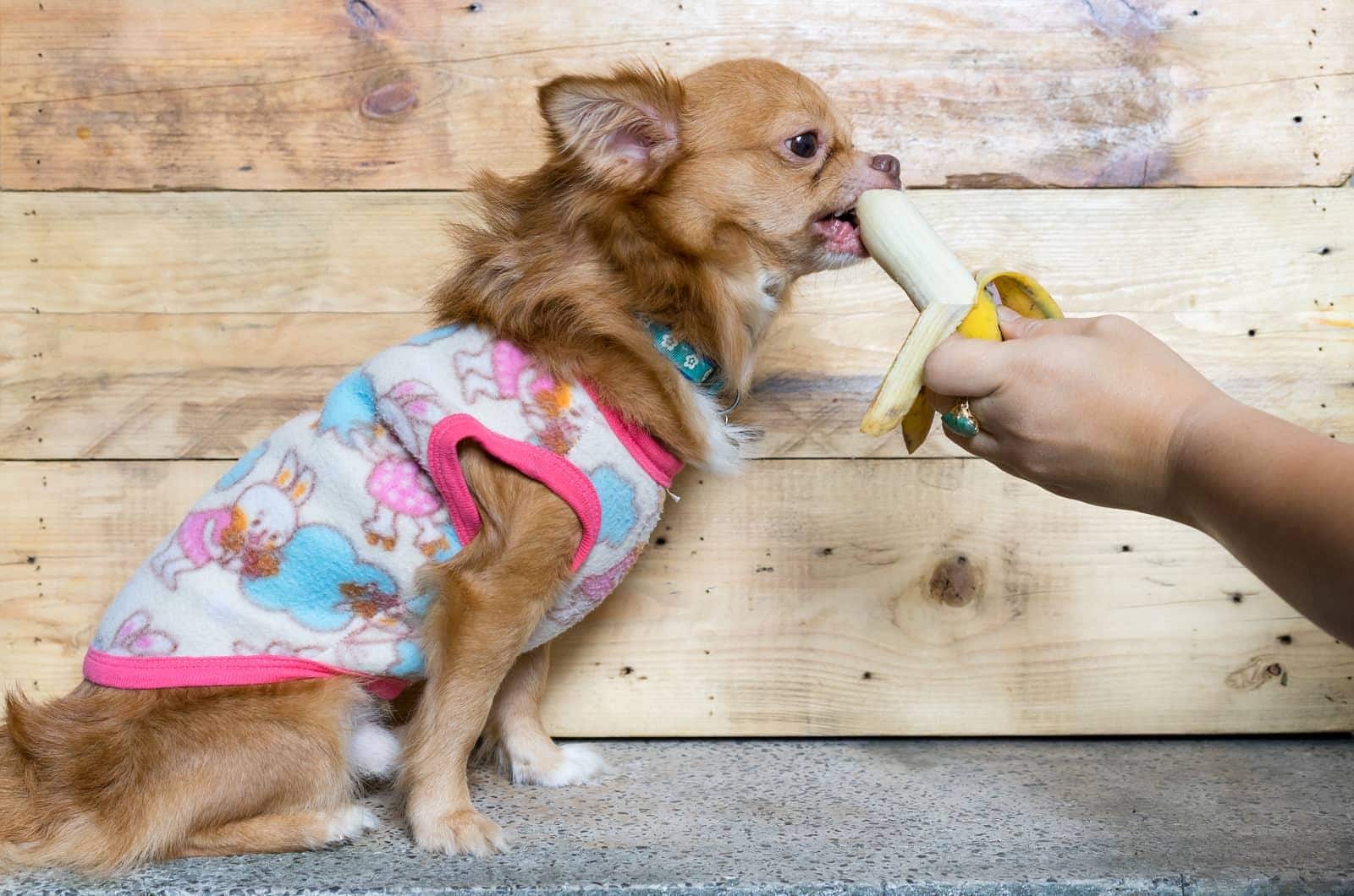 Brauner langhaariger Chihuahua mit rosa Pullover frisst Banane aus der Hand eines Menschen.