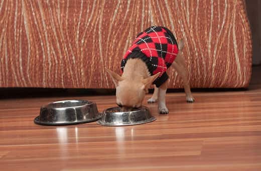 Zimtfarbener Chihuahua mit schwarz-rotem Argyle-Pullover beim Fressen aus einem Napf. 
