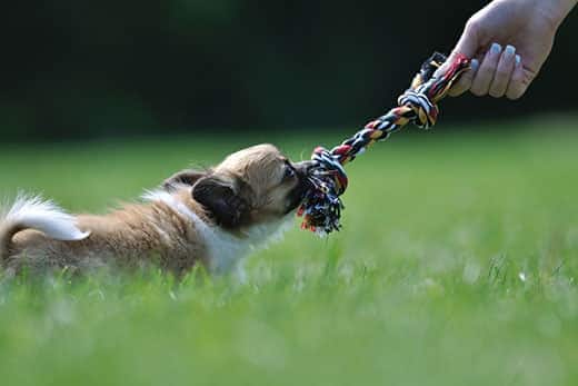 Chihuahua Welpen spielen Spiel mit Seilspielzeug in Frauenhand auf einem grünen Gras
