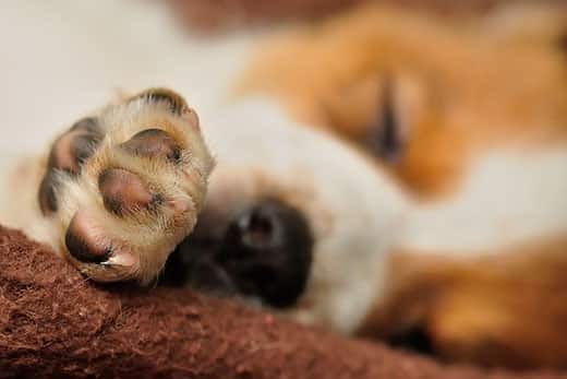 Nahaufnahme der Pfote eines Beagle-Welpen.
