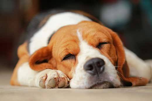 Nahaufnahme-eines-schlafenden-Beagle
