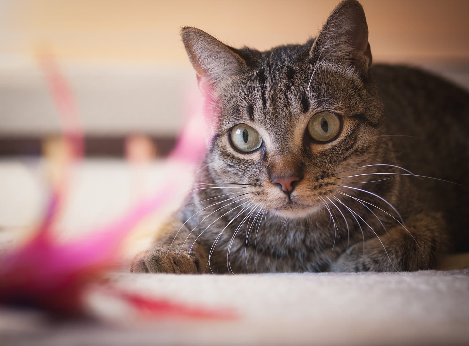 Nahaufnahme einer braun getigerten Katze mit grünen Augen.