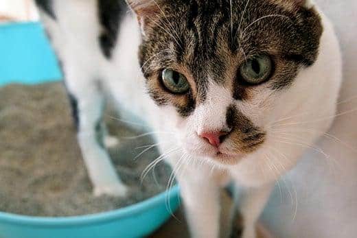 Katze benutzt das Katzenklo, Katze im Katzenklo, zum Koten oder Urinieren, Koten in sauberer Sandtoilette. Eine Katze, die ihren Kot in der blauen Katzentoilette betrachtet. Katze zu Hause.