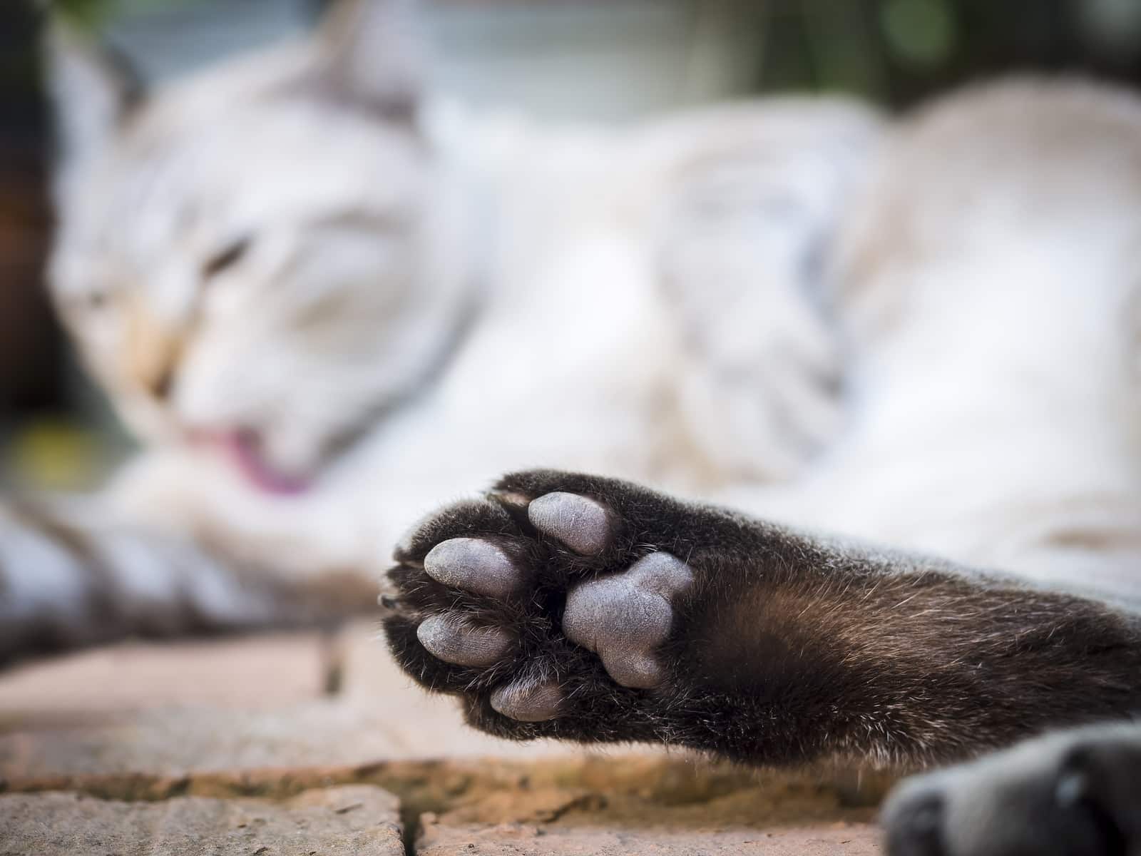 Katzenpfote mit unscharfer schlafender Katze im Hintergrund