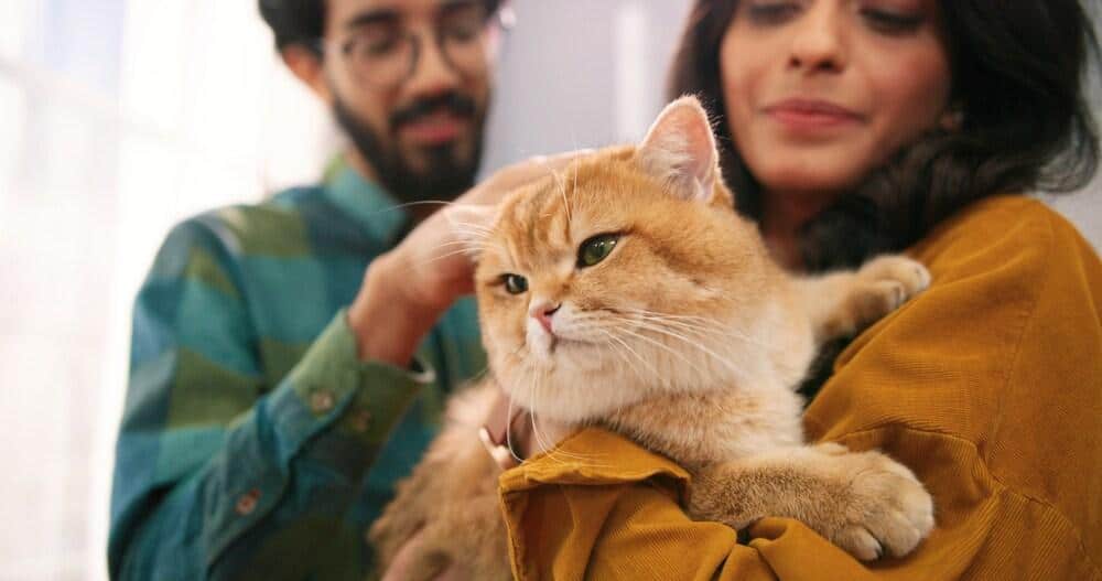 Nahaufnahme eines fröhlichen, jungen, indischen Ehepaars in einem Raum zuhause mit süßer Katze auf dem Arm.
