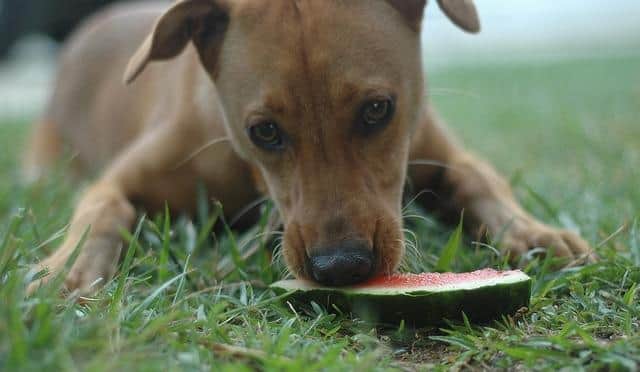 Hund-isst-Wassermelone Brauner Hund liegt im Grass und isst ein Stück Wassermelone