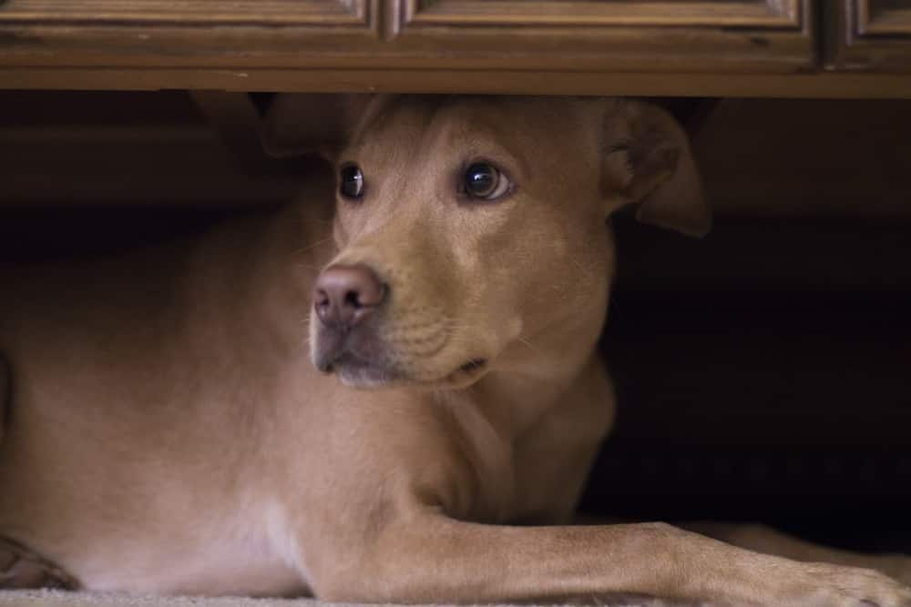 Hund versteckt sich unterm Couchtisch vor Feuerwerkskörpern draußen.