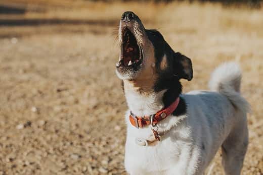Bellender Hund in einem Feld.
