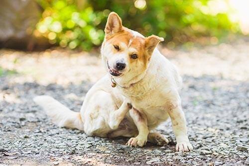 Ein Hund sitzt draußen und kratzt sich.