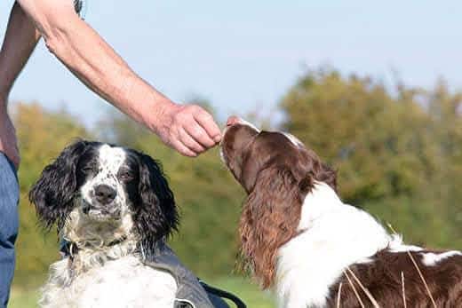 Ein English Springer Spaniel, dem ein Leckerlie gegeben wird und neben dem ein weiterer Spaniel sitzt.