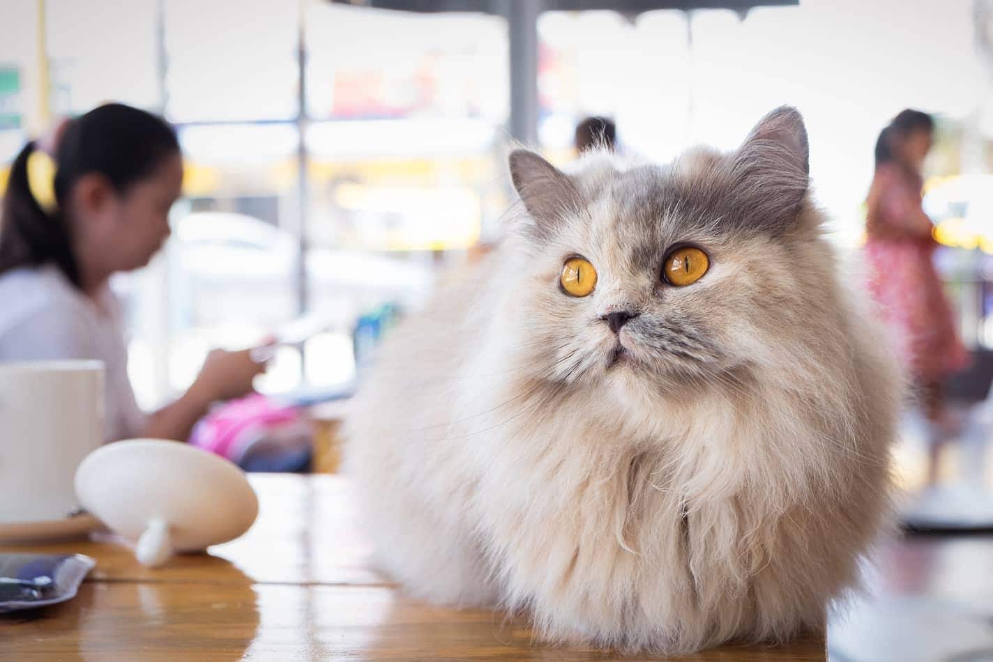 Flauschige weiße und graue Katze sitzt auf einem Holztisch in einem Katzencafé